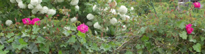 Inermis_Morlettii_0010__66888.jpg