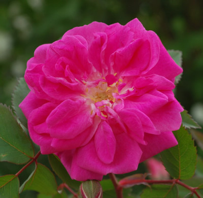 Inermis_Morlettii_0011__66887.jpg