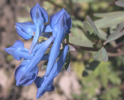 Corydalis_Kingfisher003.jpg
