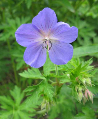 Geranium_Brookside_Slg_1_1024x768.jpg