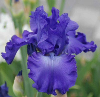 B3153a_Large.JPG