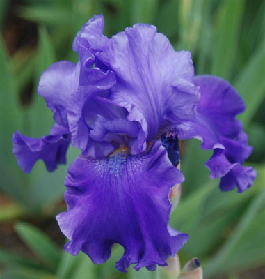 B3155a_Large.JPG