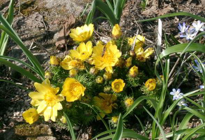 04030050_eAdonis_vernalis.JPG