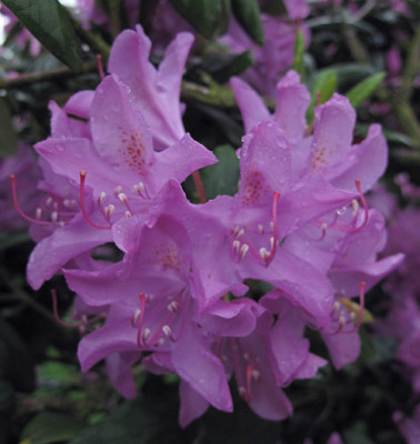 rhodo_unkompl_farbe.jpg