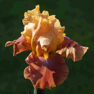 B3180a_Large.JPG