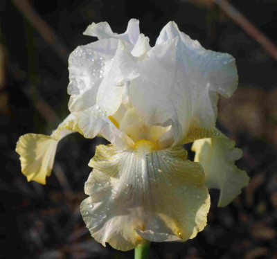 B3182a_Large.JPG