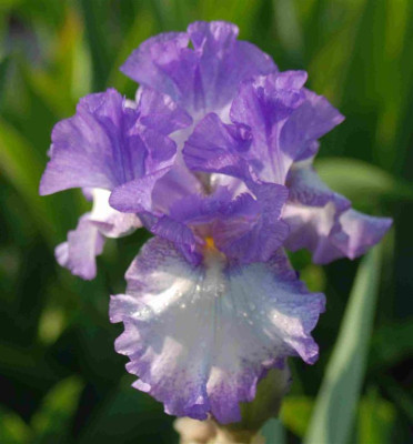 B3186a_Large.JPG
