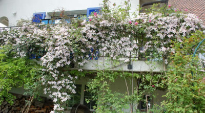 Rose_und_Clematis_0010__6869.jpg
