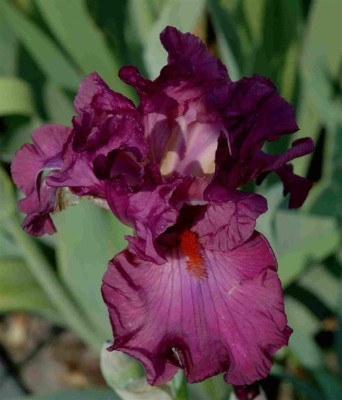 B3191a_Large.JPG