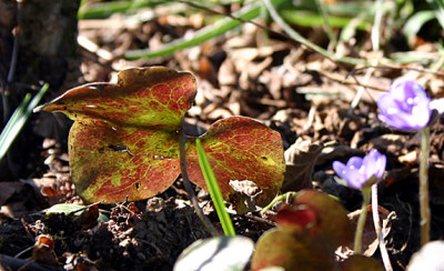 Hepatica_Blatt_2_1.jpg