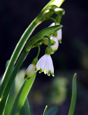 Leucojum_3_1.jpg