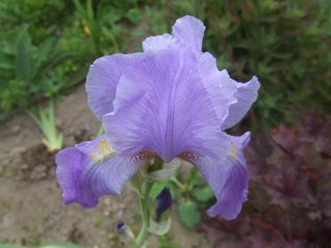 Iris_mai_2010_003.jpg