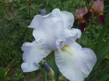 Iris_mai_2010_017.jpg