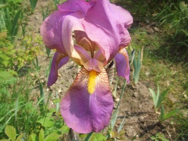 Iris_mai_2010_029.jpg