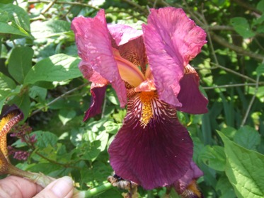 Iris_mai_2010_031.jpg