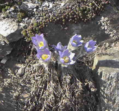 Pulsatilla_halleri_slavicaRimg0129.JPG