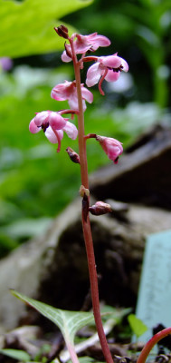 DSCF0774_ePyrola_asarifolia.JPG