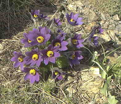 Pulsatilla_halleri_tauricaRimg0131.JPG