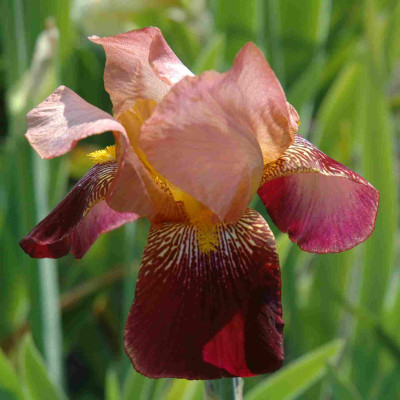 B3213a.JPG