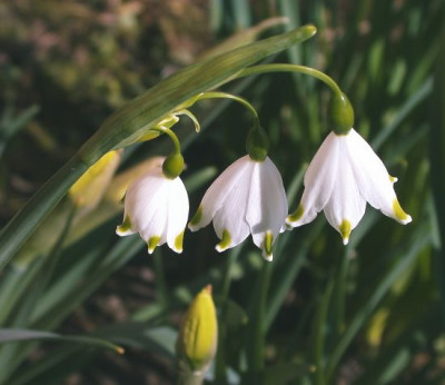Leucojum_aestivum_3002.jpg