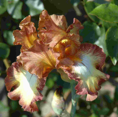 B3223a.JPG