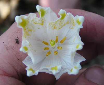 leucojum_vernuum_2.jpg