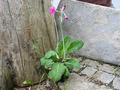 primula-etagen-ax.jpg