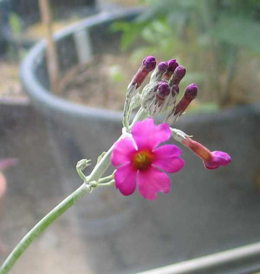 primula-etagen-ax2.jpg