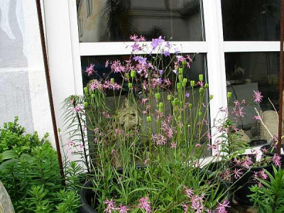 fritillaria-wiese.jpg
