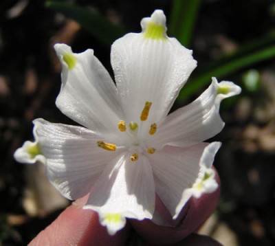 leucojum_vernuum_3.jpg