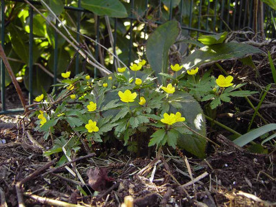 Anemone_ranunculoides-1.jpg