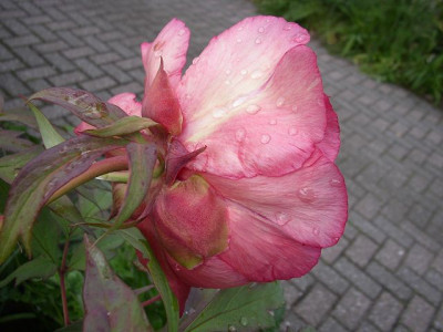 k-renown_28.05.10_3.JPG