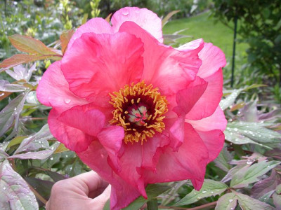 k-renwn_28.05.10.JPG