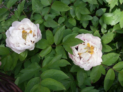 k-rockii_1_2_bluten_22.05.10.JPG