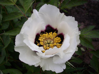 k-rockii_2_tara_22.05.10.JPG