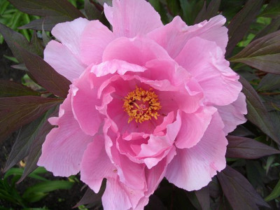 k-rosa_alt_24.05.10.JPG