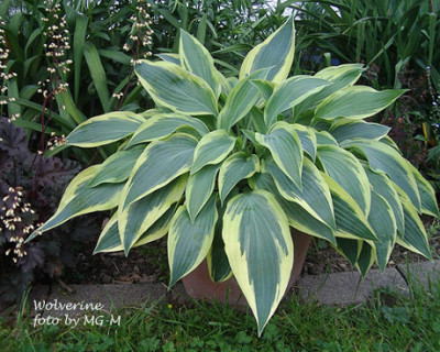WolverineIMGP6213.jpg
