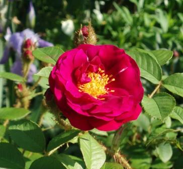Rose_Henri.JPG