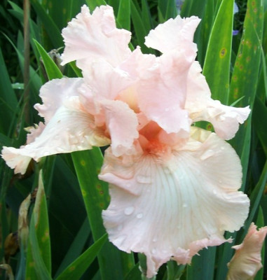 Mai_10._101_Beverly_Sills.jpg