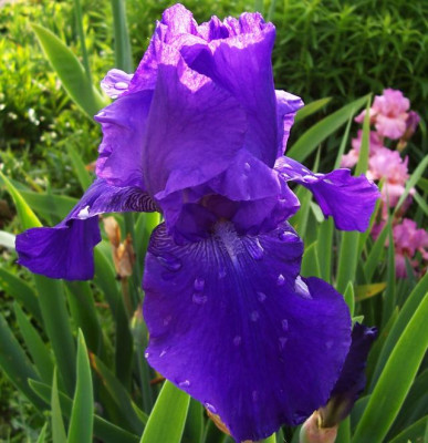 Mai_10._104_Prince_Indigo.jpg