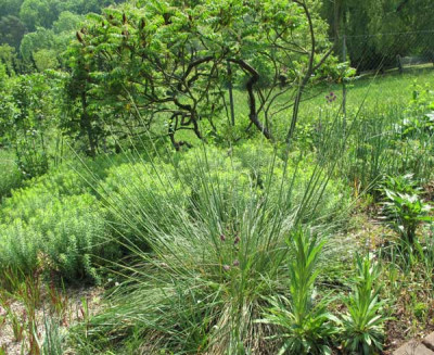stipa_gigantea_2127.jpg