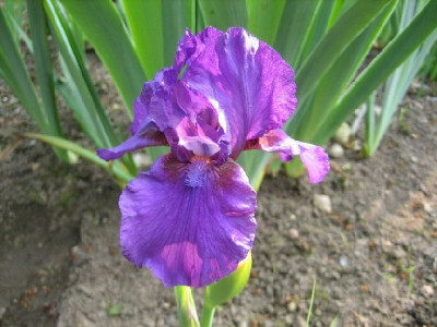 Garten_05.2010_Verve.jpg