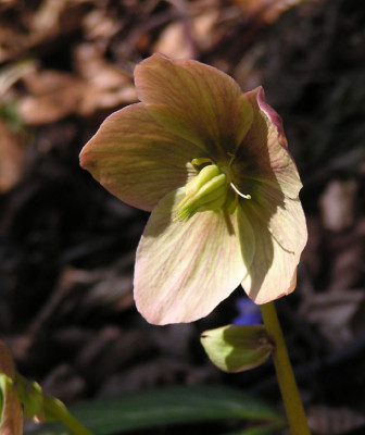 helleborus_1.jpg