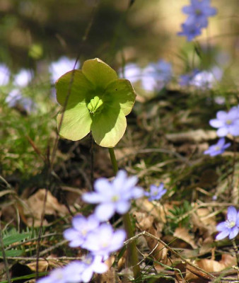 helleborus_2.jpg