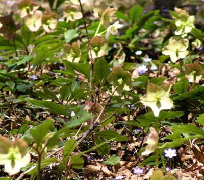 helleborus_3_april.jpg
