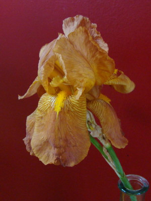 DSC01471.JPG