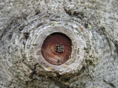 Schmetterlingseier_006.jpg
