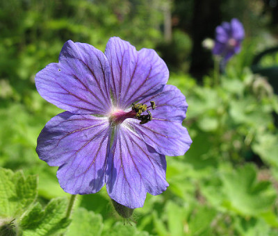 Philippe_Vapelle_oder_platypetalum_Samling.jpg