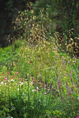 Stipa-gigantea-Boga-Jun0207.jpg