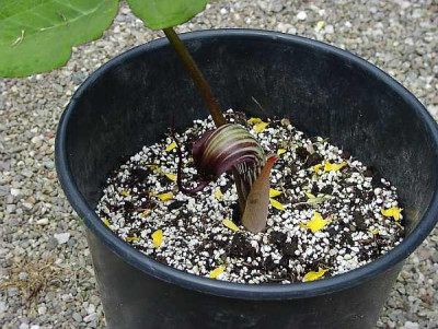 1Arisaema-elephas-uwe.jpg